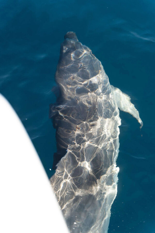 Mykonos Semi-Private Cruise – Lagoon 56 Morning & Sunset Tours Golden Yachting and Sailing